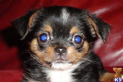 Yorkshire Terrier Puppies in FL